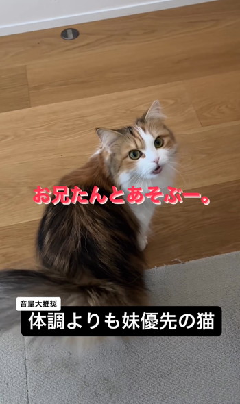 妹猫を優先する兄猫