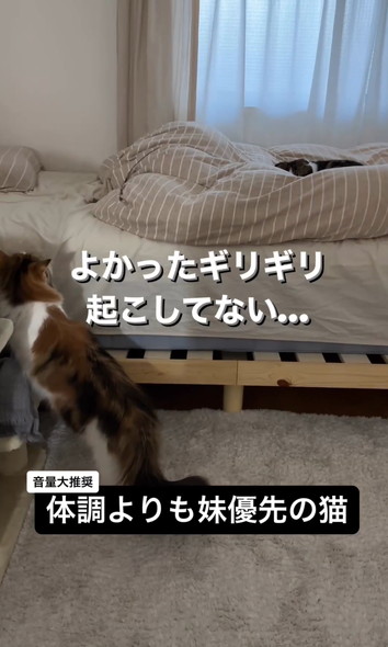 妹猫を優先する兄猫