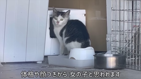 玄関に入ってきた野良猫を保護