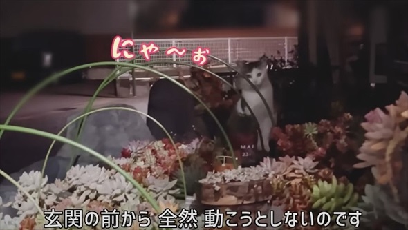 玄関に入ってきた野良猫を保護