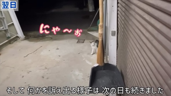 玄関に入ってきた野良猫を保護