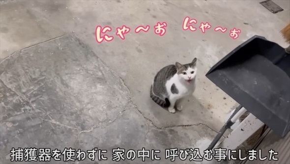 玄関に入ってきた野良猫を保護