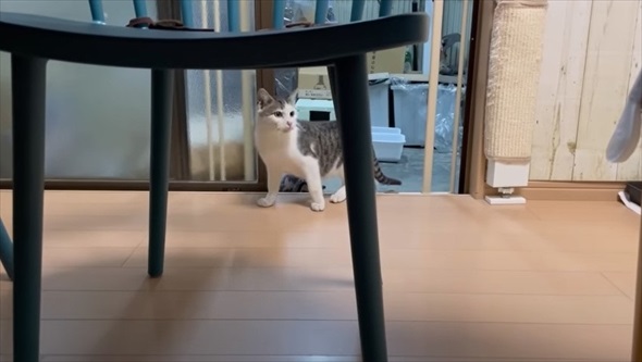 玄関に入ってきた野良猫を保護