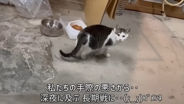 玄関に入ってきた野良猫を保護