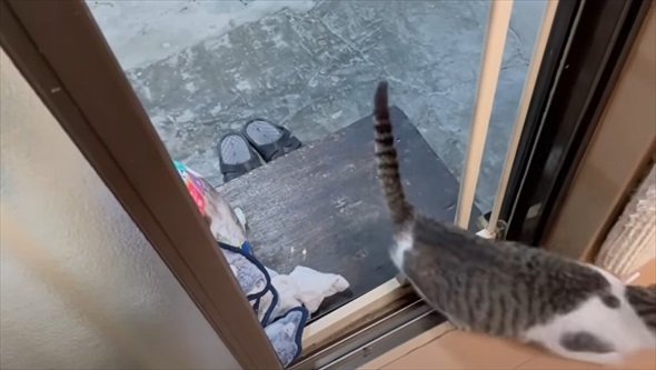 玄関に入ってきた野良猫を保護