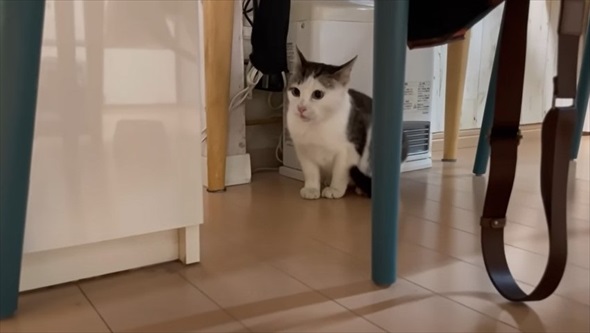 玄関に入ってきた野良猫を保護