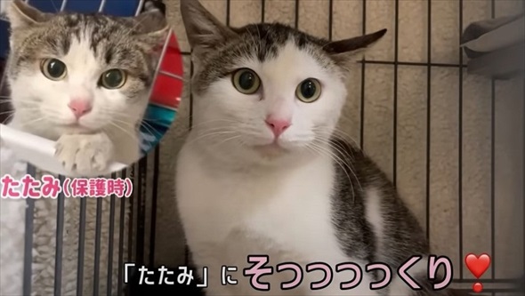 玄関に入ってきた野良猫を保護