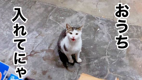 玄関に入ってきた野良猫を保護