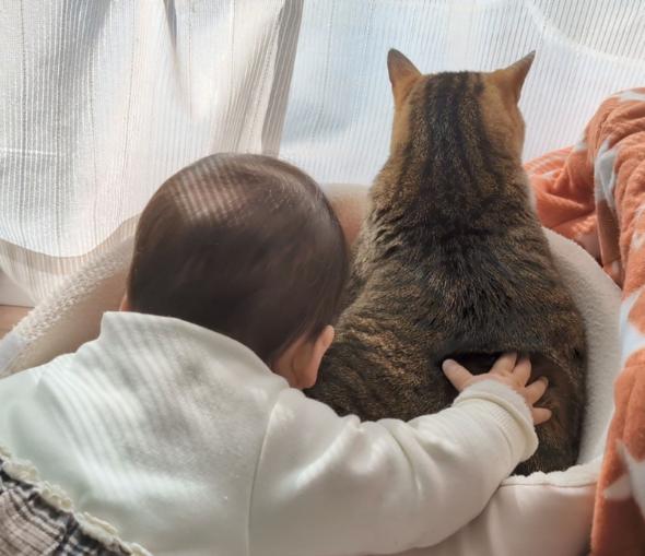 キレイになった猫