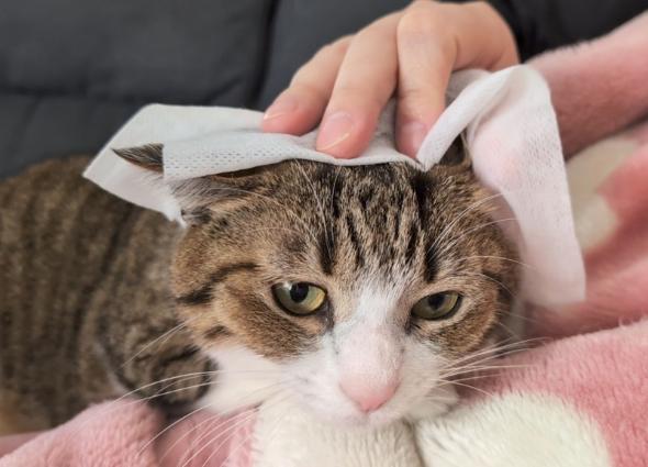 キレイになった猫