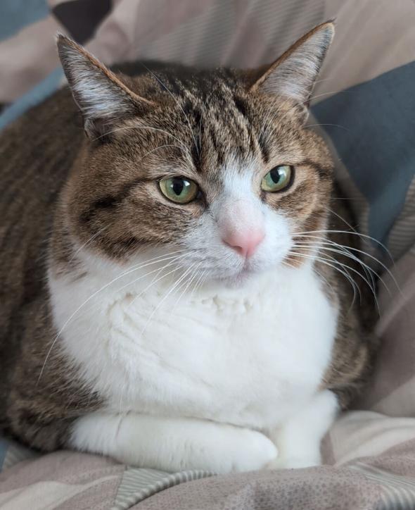 キレイになった猫