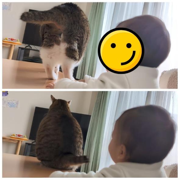 逃げない猫