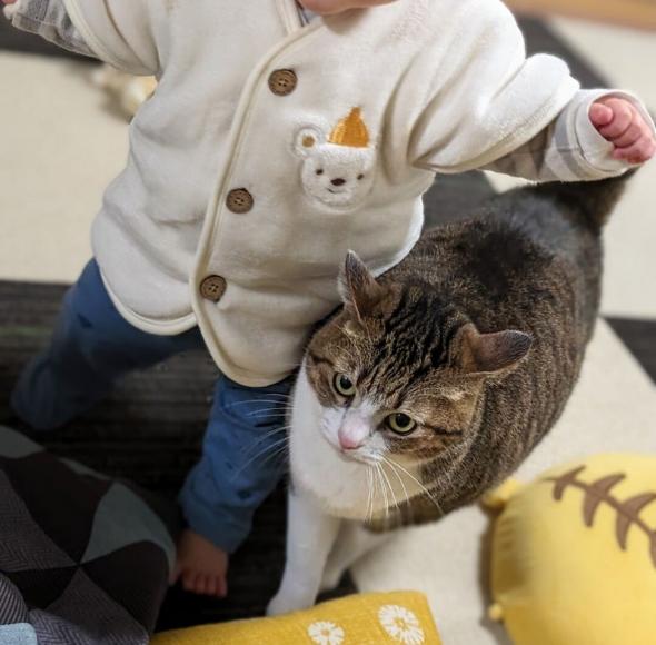 キレイになった猫