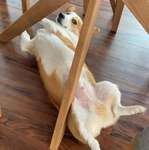 犬のプレイバウ