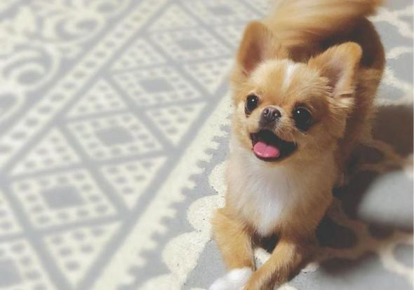 犬のプレイバウ