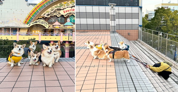 犬の集合写真の撮り方