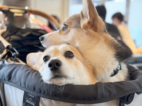 アゴを乗せる犬