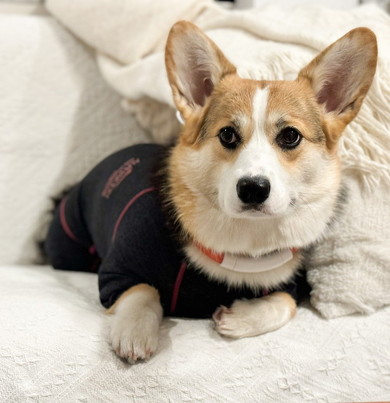 クールな姿勢の犬