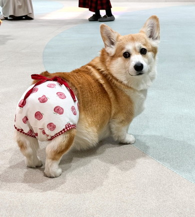 パンツをはいた犬