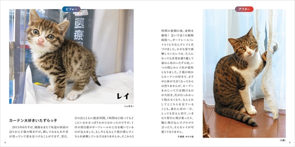 保護猫ビフォーアフター