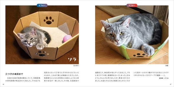 保護猫ビフォーアフター