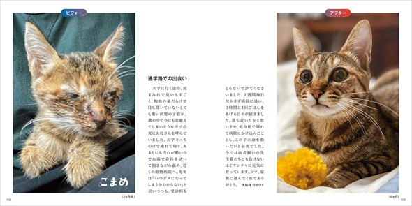 保護猫ビフォーアフター