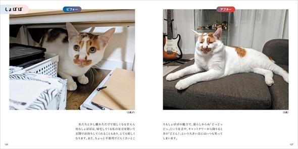 保護猫ビフォーアフター