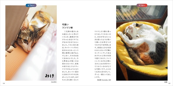 保護猫ビフォーアフター