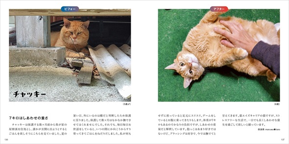保護猫ビフォーアフター