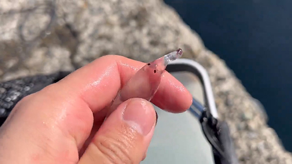 上を向くゾウクラゲXより