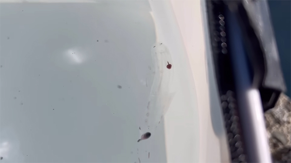 バケツの中で泳ぐゾウクラゲ