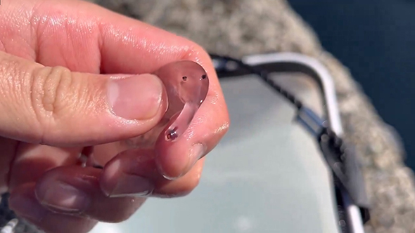 ゾウクラゲ正面Xより