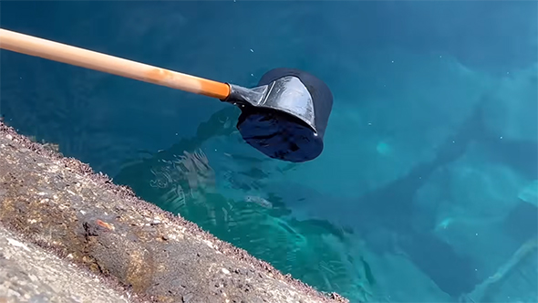 ひしゃくでゾウクラゲをすくおうとする