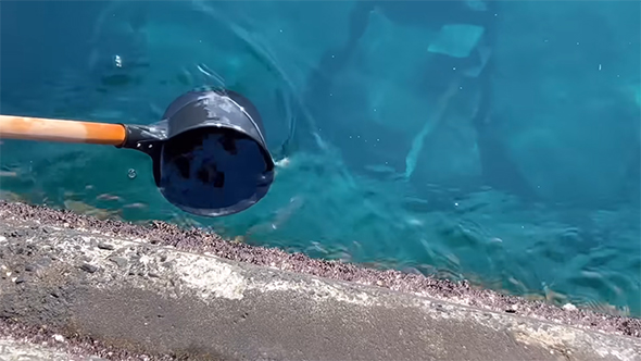 ひしゃくから逃げるゾウクラゲ