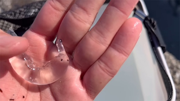 手のひらで丸くなるゾウクラゲ