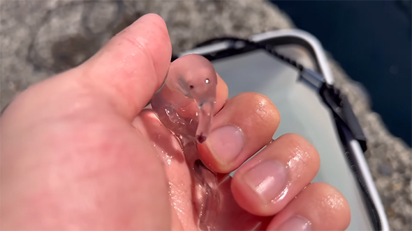 ゾウクラゲ正面YouTubeより