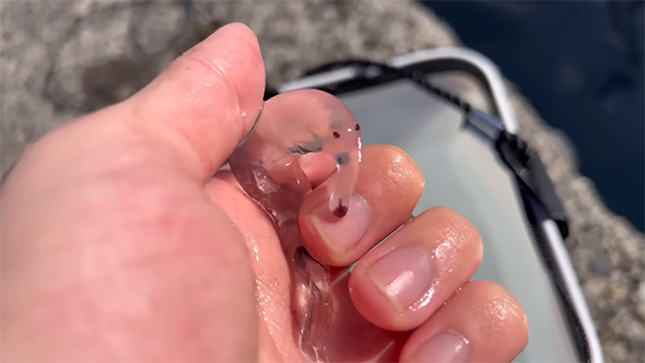 ゾウクラゲやや左向き