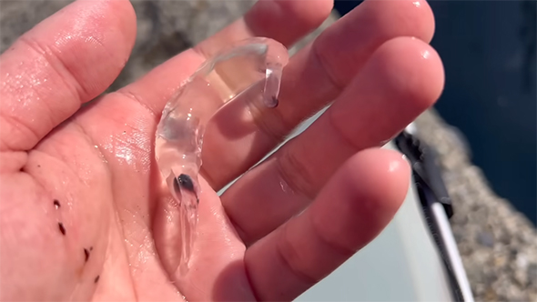 手のひらで真っ直ぐになっているゾウクラゲ