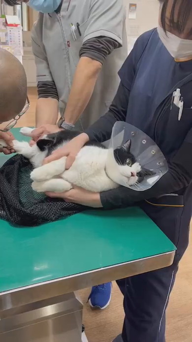 診察中のハチワレ猫ちゃん