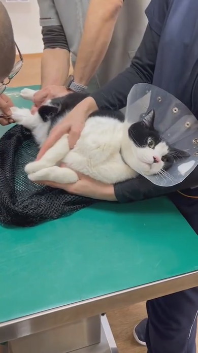 診察中のハチワレ猫ちゃん