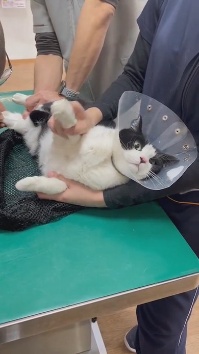 診察中のハチワレ猫ちゃん