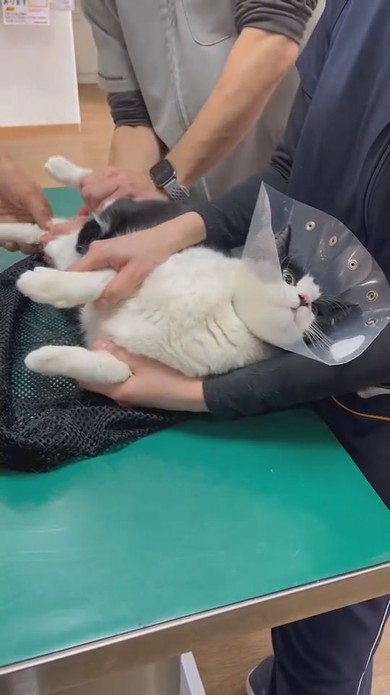 診察中のハチワレ猫ちゃん