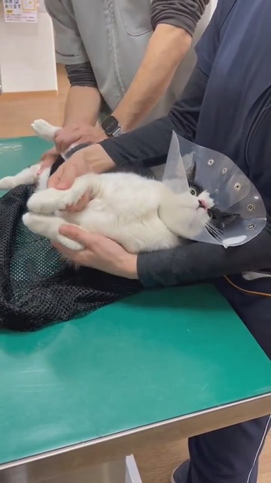 診察中のハチワレ猫ちゃん