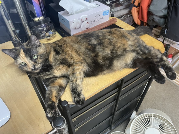 くつろぐサビ猫ちゃん