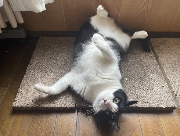 あおむけになっているハチワレ猫ちゃん