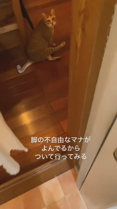 飼い主さんを呼ぶ猫ちゃん