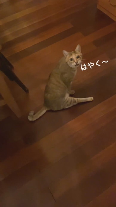 飼い主さんを呼ぶ足の不自由な猫ちゃん