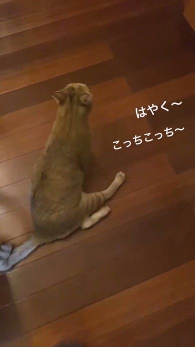 前へ進む足の不自由な猫ちゃん