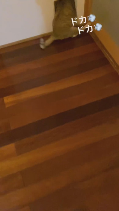 出入り口を通る猫ちゃん