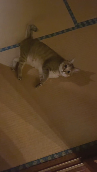 畳の上で横になる猫ちゃん